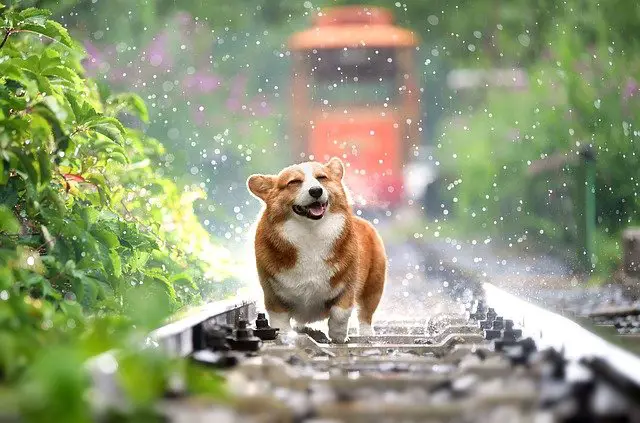 do dogs like rain