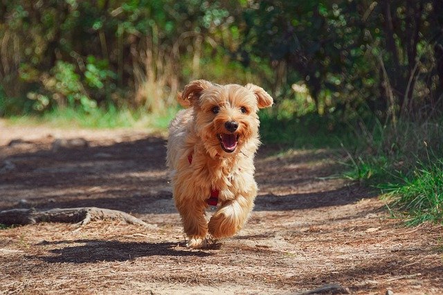 Do dogs like walks? Yes, for many reasons