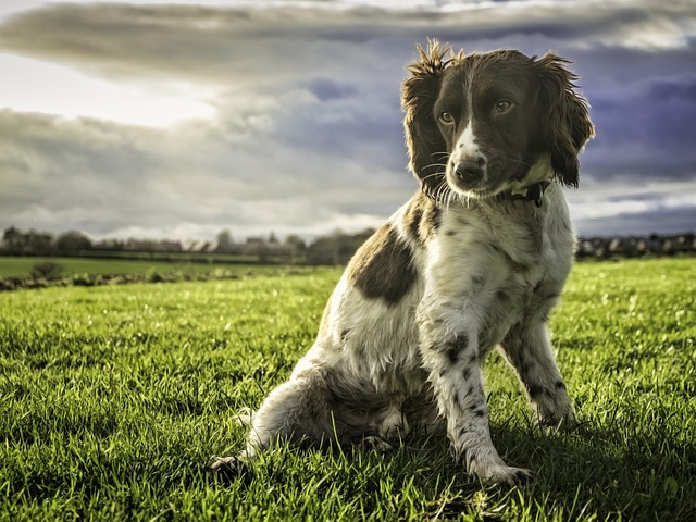 do springer spaniels need haircuts