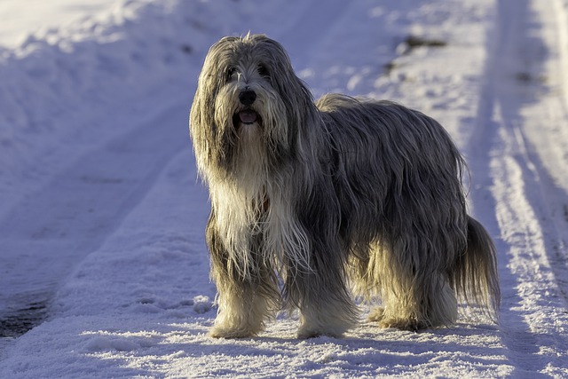 The Bearded Collie - what you need to know 8 bearded collie what you need to know