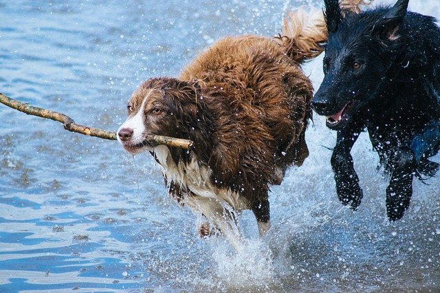 why do dogs like big sticks