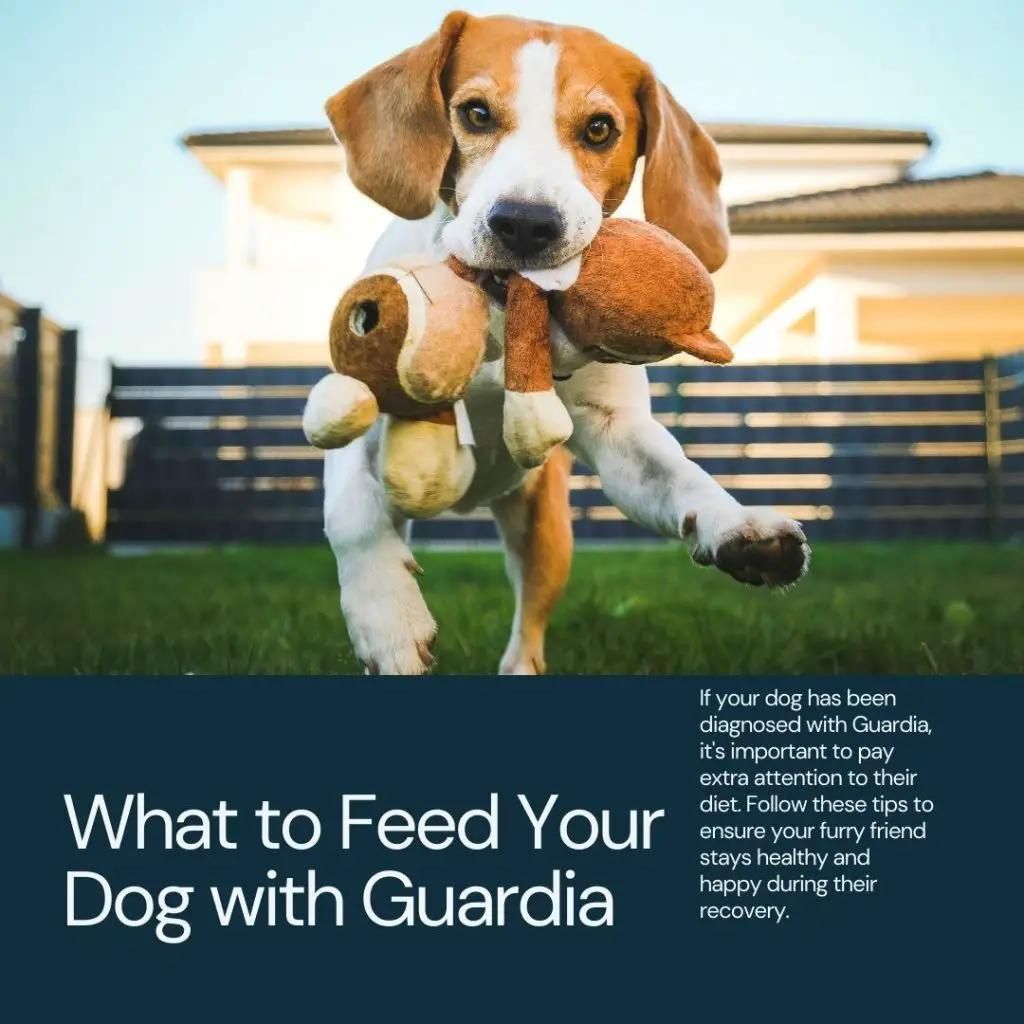 What to feed a dog with Giardia. Feeding for a quick recovery 3 giardia in dogs