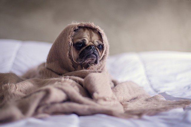 What to feed a dog with Giardia? - Easy Spaniel Training