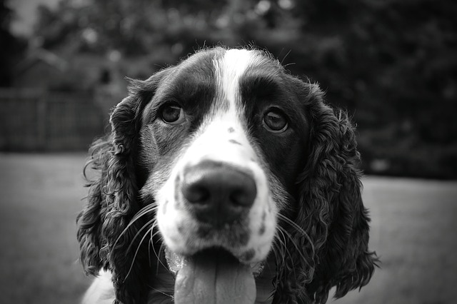 How to minimise shedding in your Springer spaniel