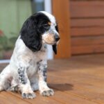 how to stop a cocker spaniel puppy from growling and biting