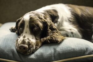 are springer spaniels good family pets