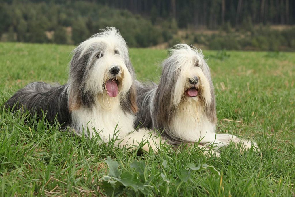 bearded collie what you need to know