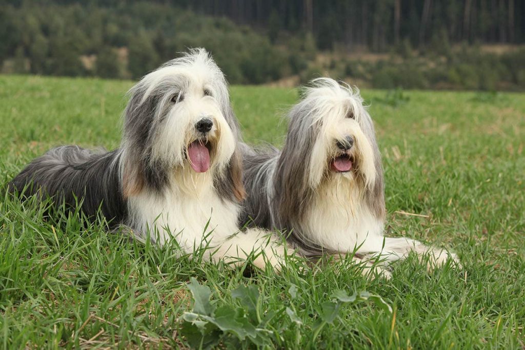 The Bearded Collie - what you need to know 11 bearded collie what you need to know