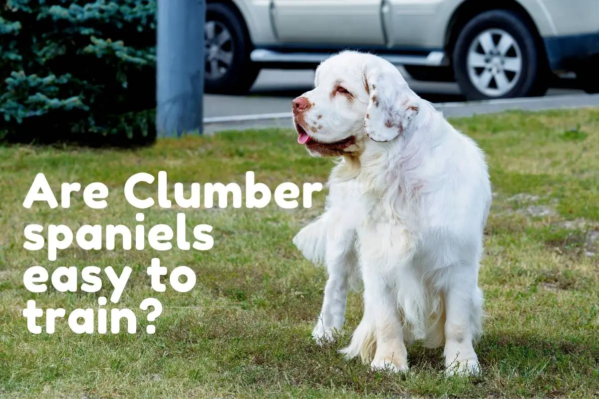 Are Clumber spaniels easy to train?