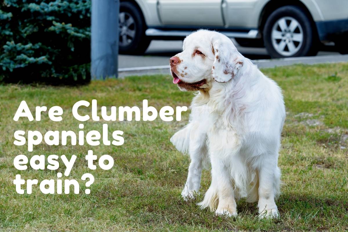 Are Clumber spaniels easy to train