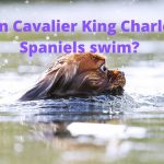 Can Cavalier King Charles spaniels swim