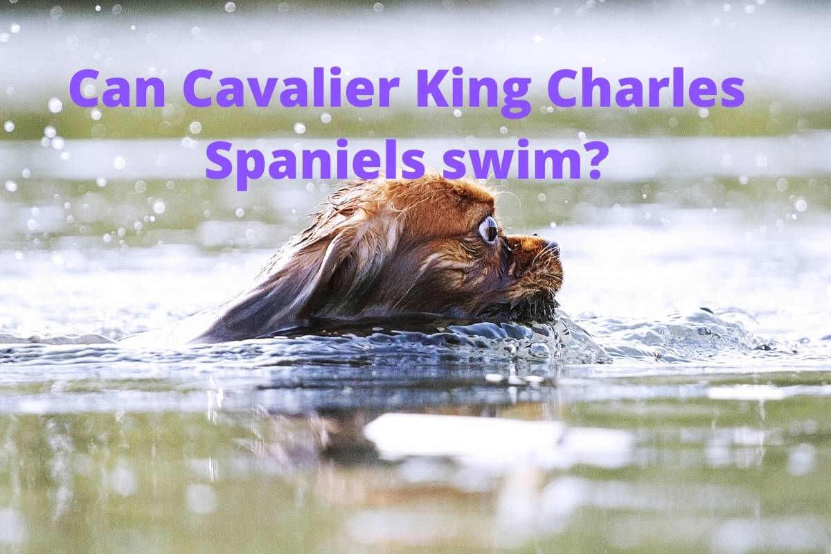 Can Cavalier King Charles spaniels swim