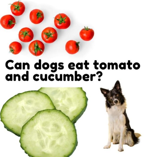 Can Dogs Eat Tomato And Cucumber? Easy Spaniel Training