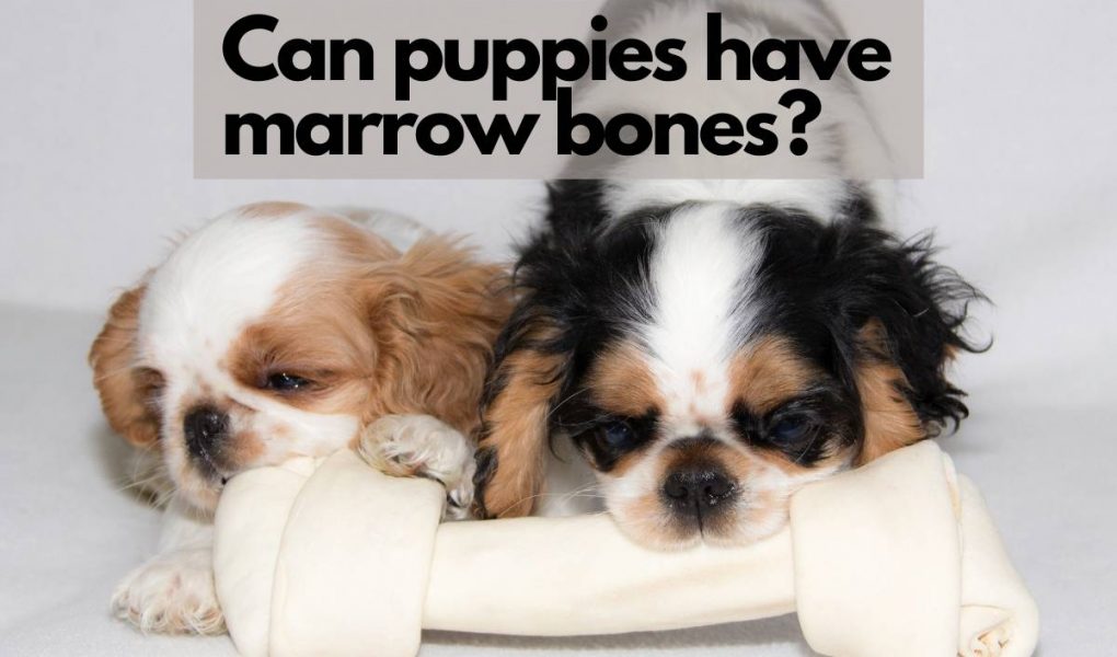 can you give bones to puppies