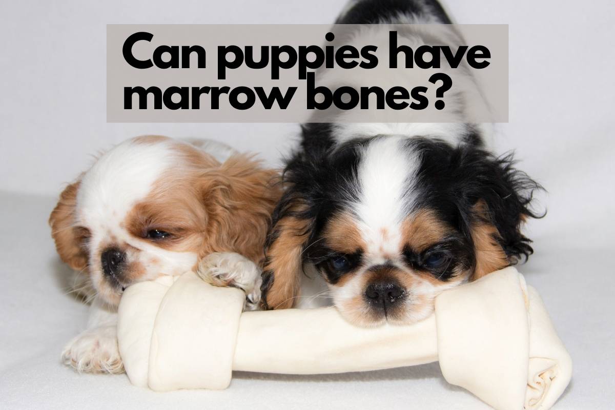 can puppies have marrow bones