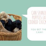 Can spaniel puppies eat cooked chicken
