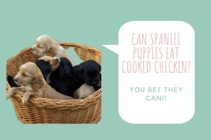 Can spaniel puppies eat cooked chicken