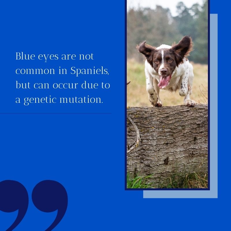 can spaniels have blue eyes