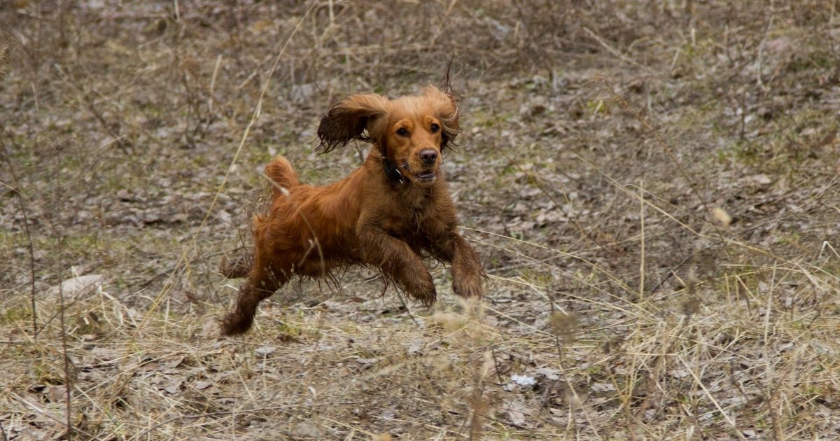 how to stop a spaniel from jumping up