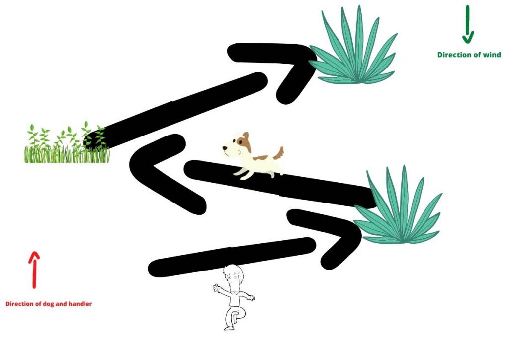 Training a Springer spaniel to hunt the easy way 4 training a springer spaniel to hunt