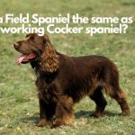 Is a Field Spaniel the same as a working Cocker spaniel