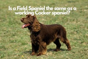 Is a Field Spaniel the same as a working Cocker spaniel