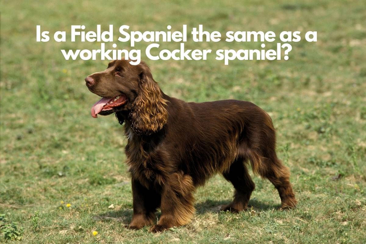 Is a Field spaniel the same as a working Cocker?