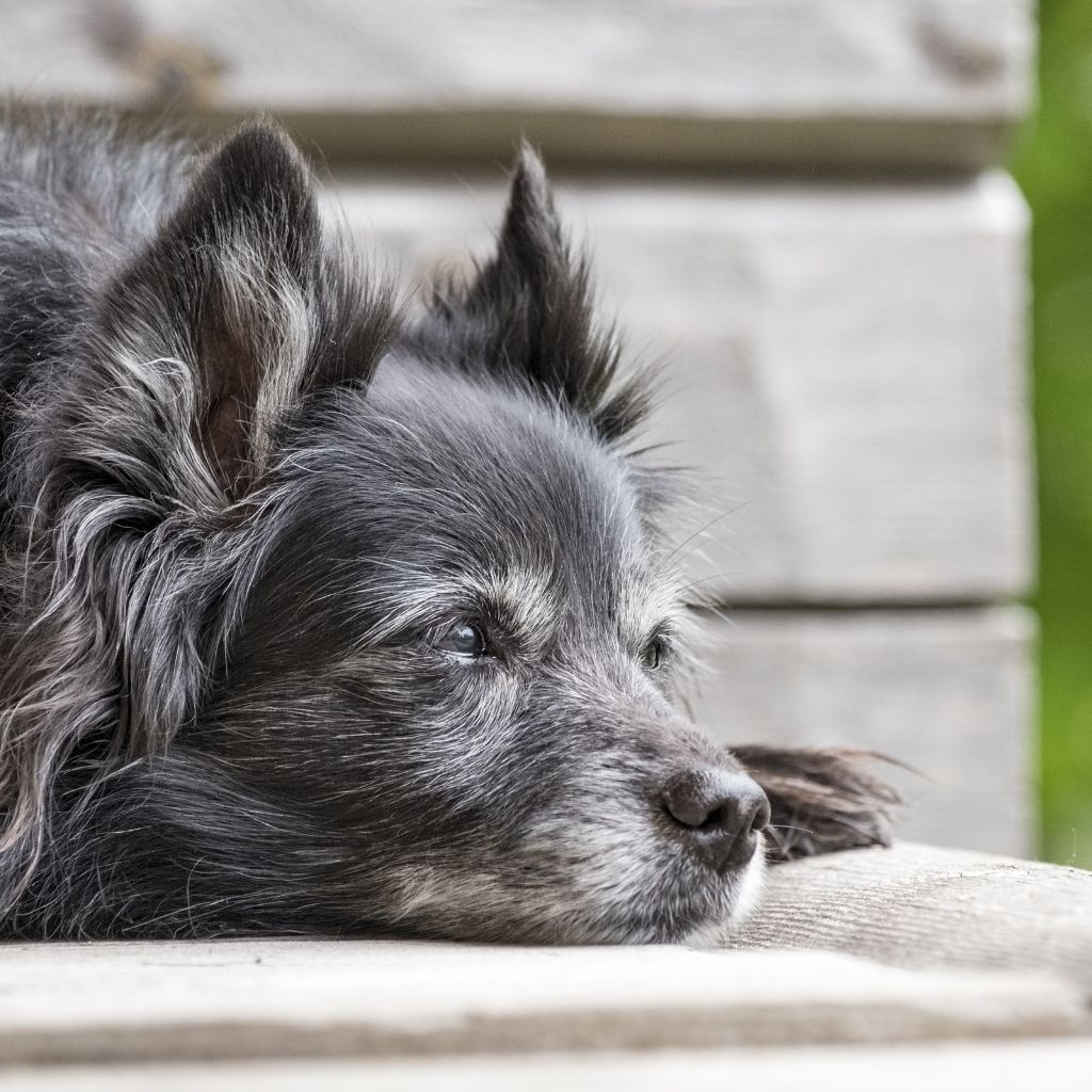 Which Makes Better Dog Houses – Wooden Or Plastic?