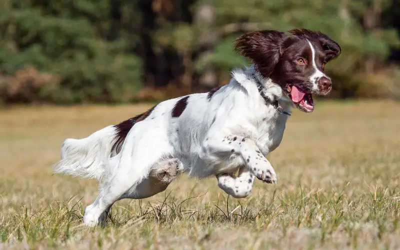 Training a Springer spaniel to hunt the easy way
