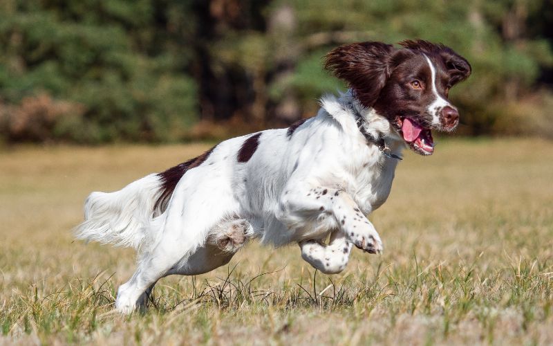 Training a Springer spaniel to hunt the easy way 2 Training a Springer spaniel to hunt the easy way