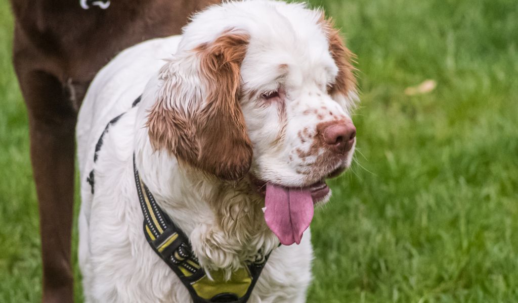 Are Clumber spaniels easy to train?