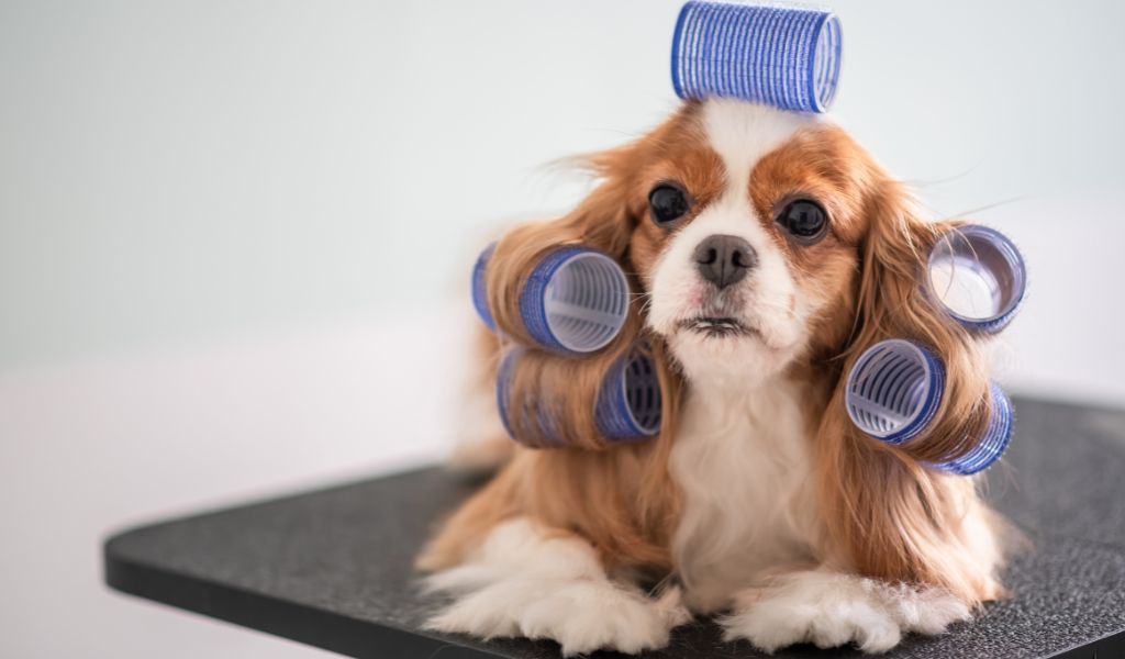 do cavalier king charles spaniels moult