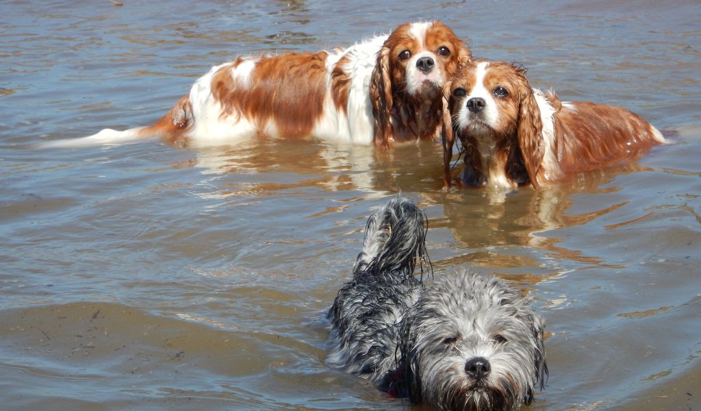 Can Cavalier King Charles spaniels swim?