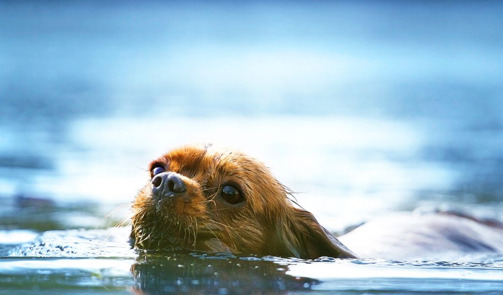 Can Cavalier King Charles spaniels swim?