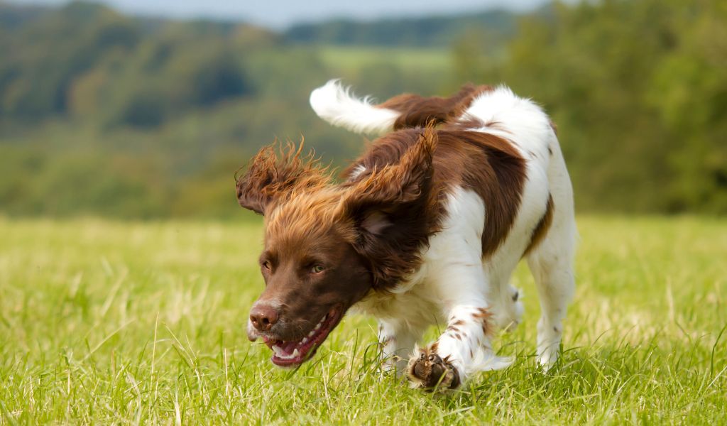 Training a Springer spaniel to hunt the easy way