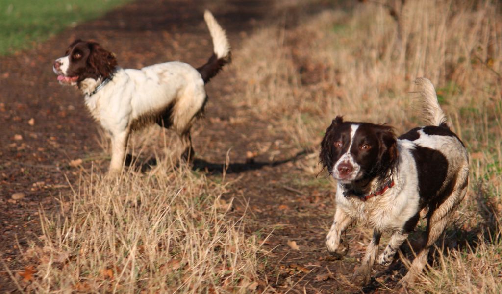 Are Springer spaniels good first time dogs? Everything you should know