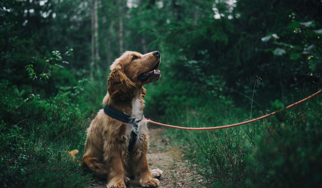 How to train a Cocker spaniel to stay