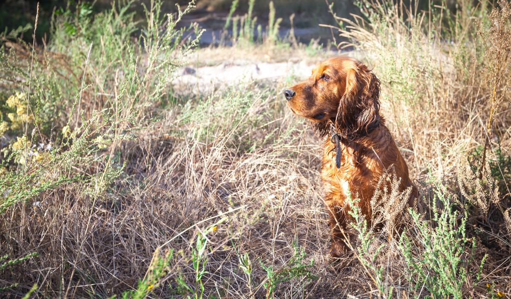 How to train a Cocker spaniel to sit