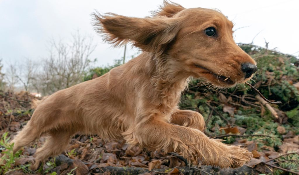 How to stop a spaniel from jumping up