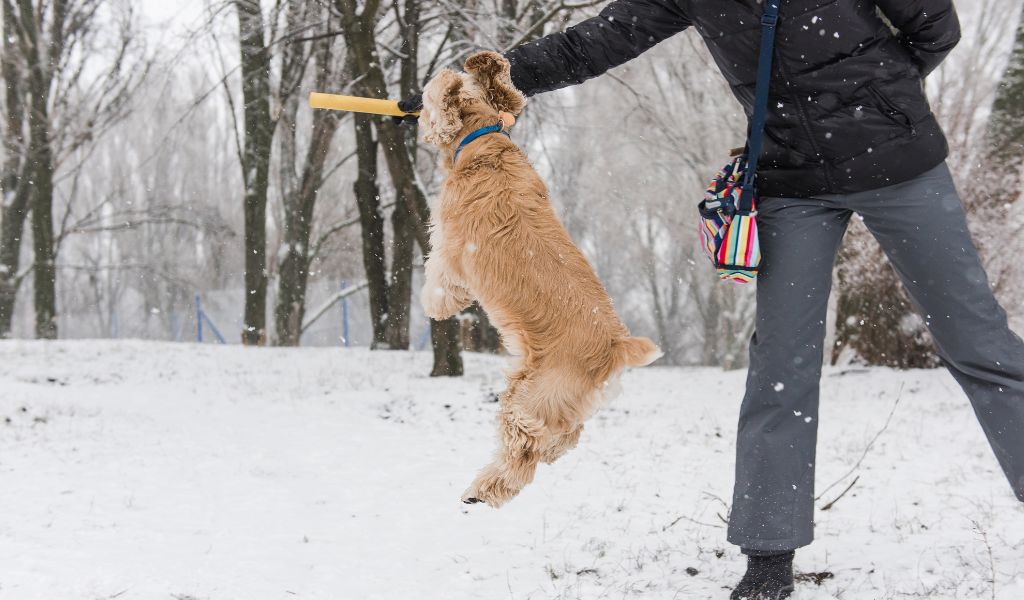 How to stop a spaniel from jumping up