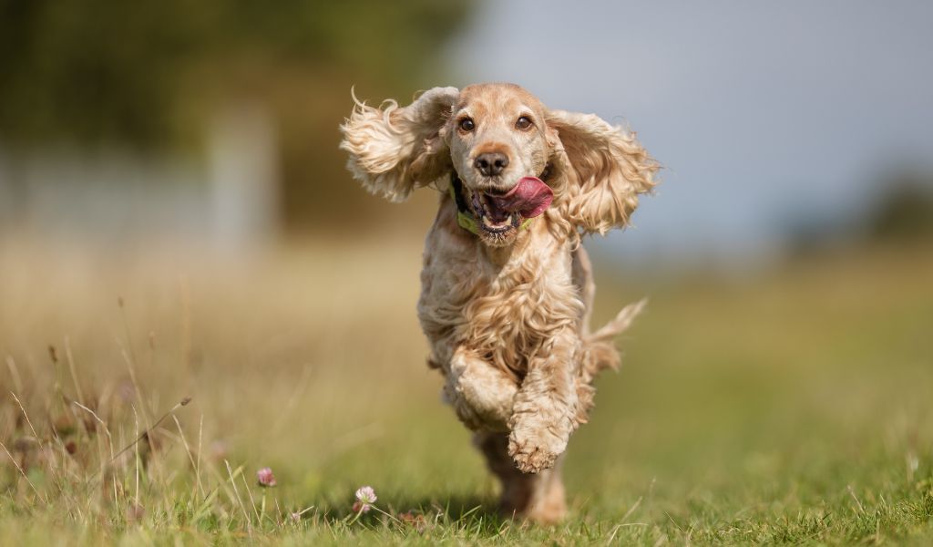 How to stop a spaniel from jumping up 3 How to stop a spaniel from jumping up