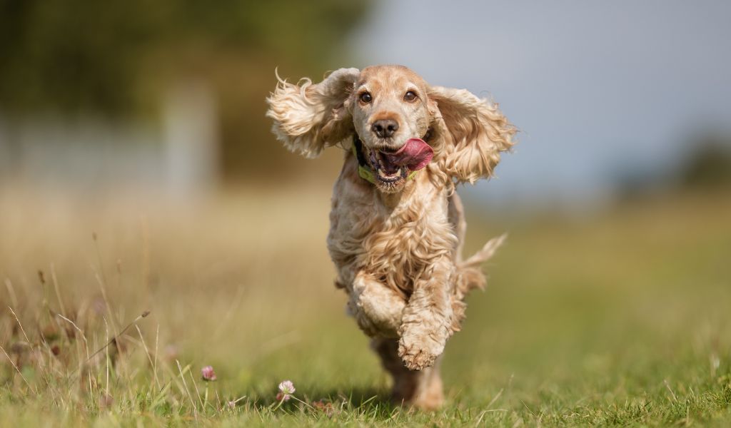 How to stop a spaniel from jumping up