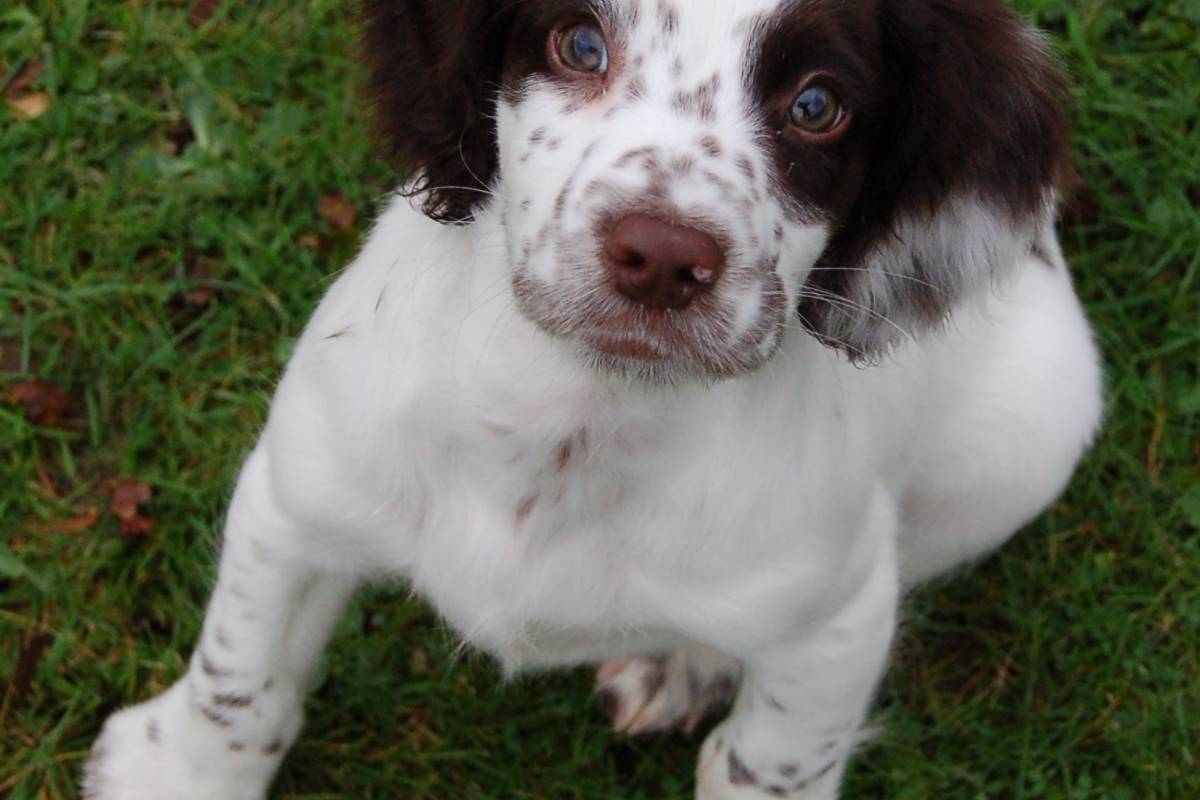 Can spaniels have blue eyes?