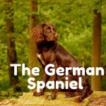 german cocker spaniel