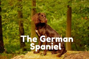 german cocker spaniel