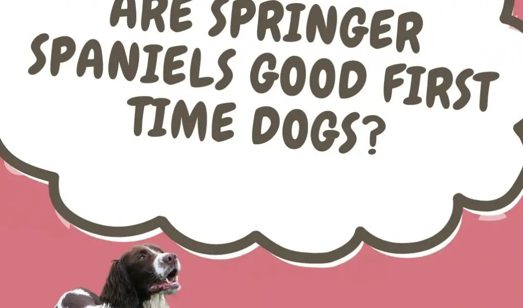 are springer spaniels good first time dogs
