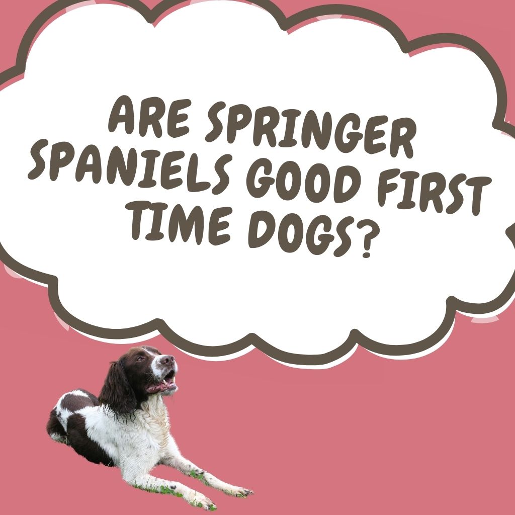 Are Springer spaniels good first time dogs? Everything you should know