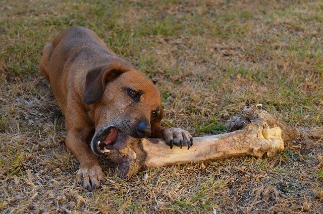 can puppies have marrow bones