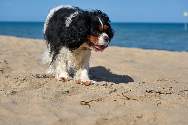 can cavalier king charles spaniels swim