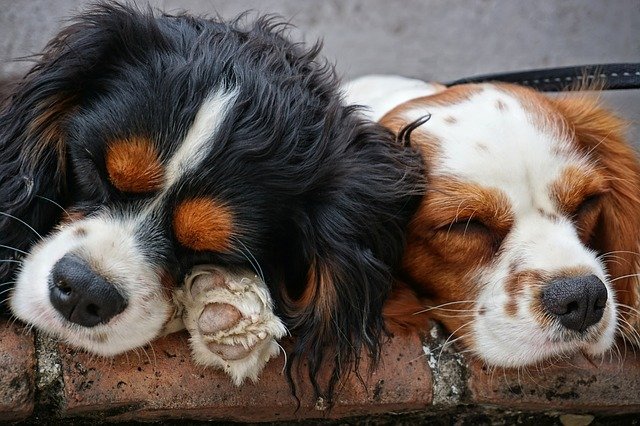 do cavalier king charles spaniels moult